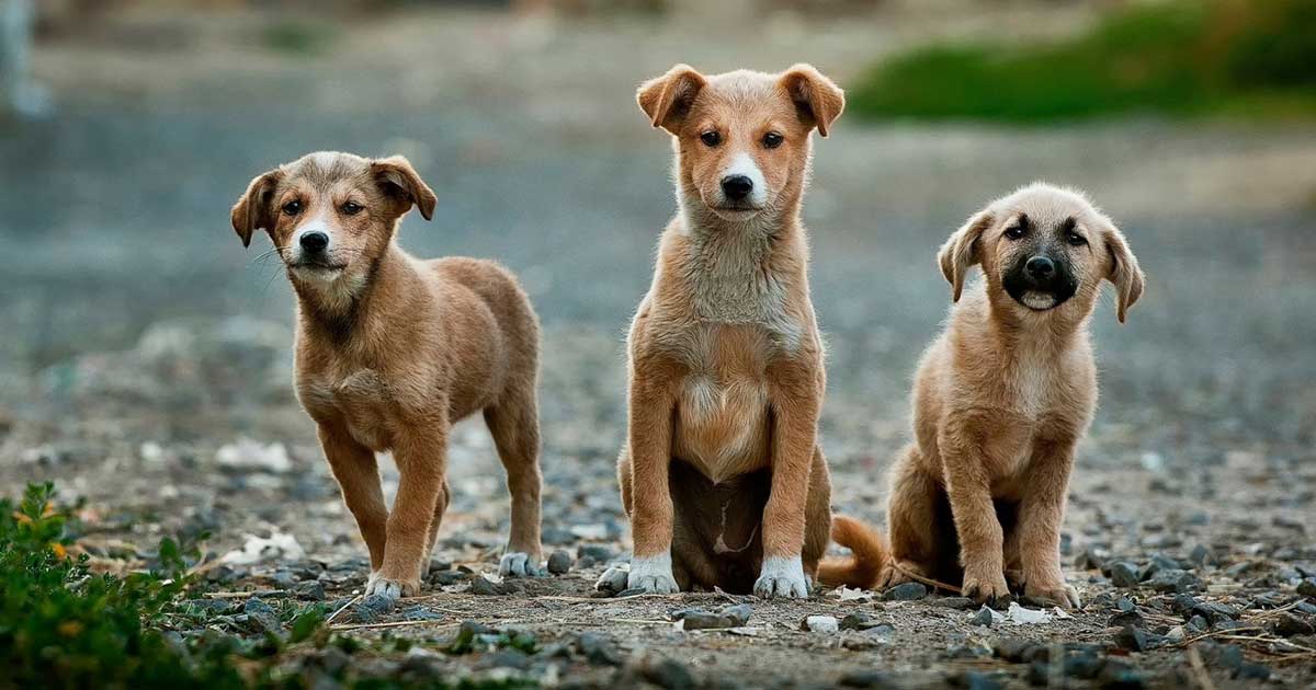 photo of adorable feral puppy dogs