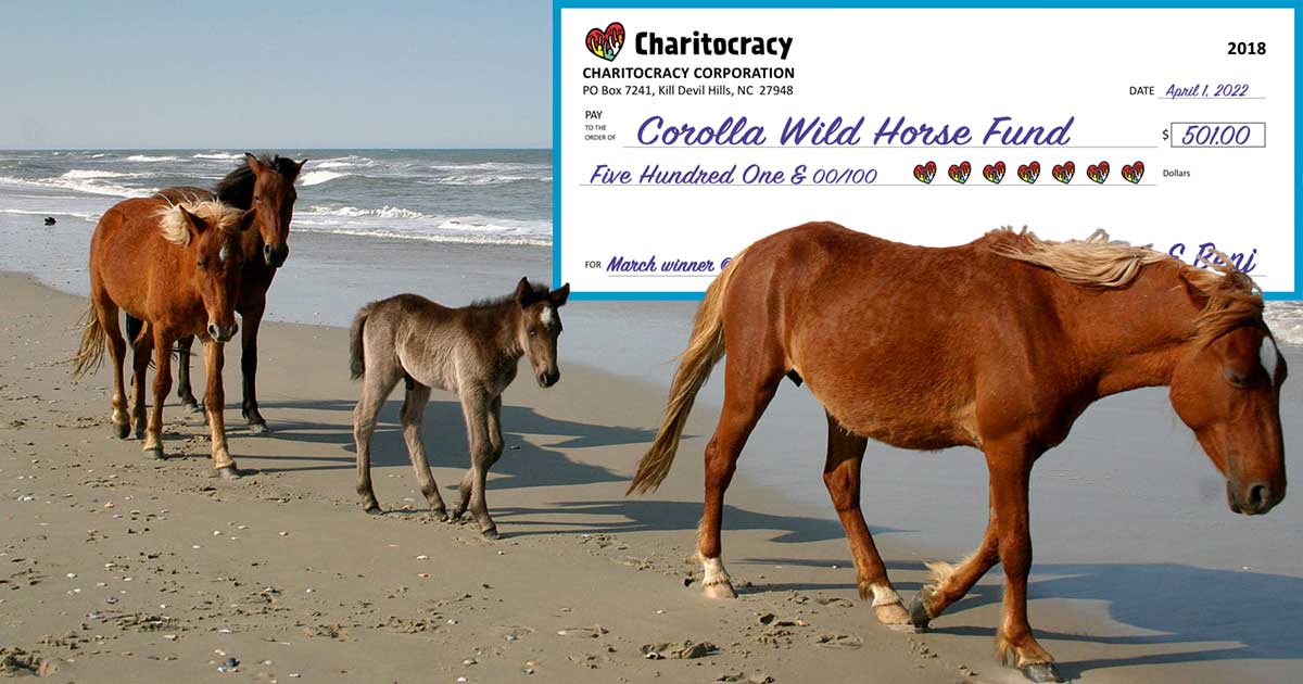 Charitocracy OBX's 18th check to March winner Corolla Wild Horse Fund for $501